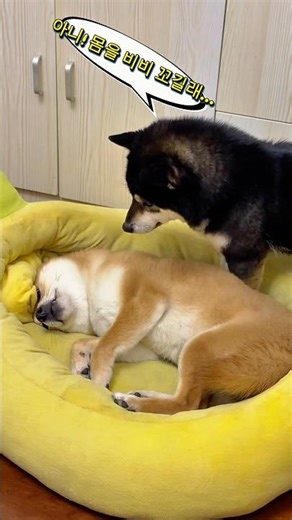 시바 가족끼리 그러는거 아니다! #시바견 #부부생활