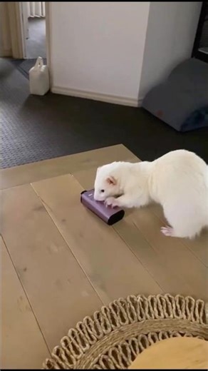 This Ferret Is CRASHING Out Over The Vape 💀💨