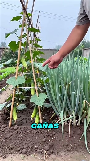 Secrets of the Garden: Double Harvests! 🌽🥒
