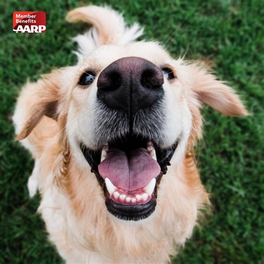 68K views · 478 reactions | Ensure your dog lives their best,...