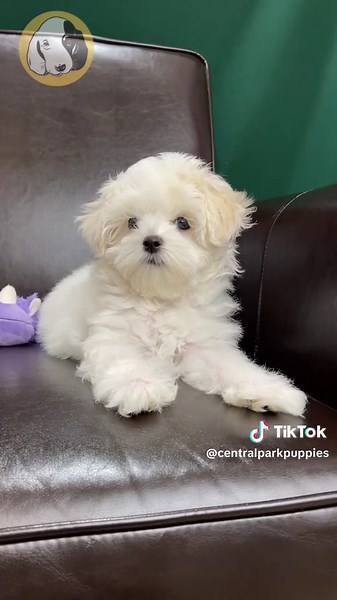 Adorable Maltese Puppies: The Perfect Companion