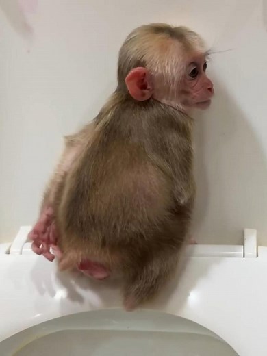 Monkey Kyo Toilet Training Progress