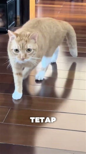 Kenapa Kucing Bisa Terpeleset? Ini Alasannya! 😹 #kucinglucu #cutecat #cat