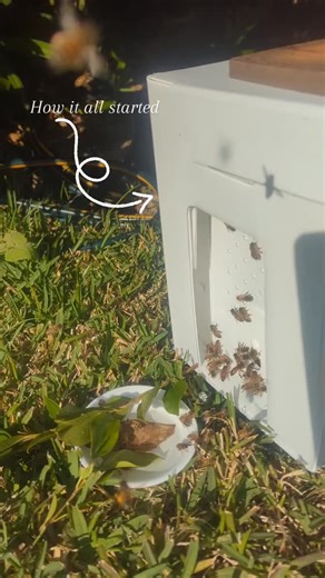 YourLocalBees on Instagram: "Our first wild colony 🐝 The beginning of everything. Urban beekeeping lesson number one: always provide water close to the hive — for cooling, feeding, harmony… and to keep your neighbours happy too. 💧🐝 🏡 . . . . . #yourlocalbees #hivetohome #urbanbeekeeping #beekeepingaustralia #australianbeekeepers #backyardbeekeeping #nswbeekeeping #sydneybeekeeping"