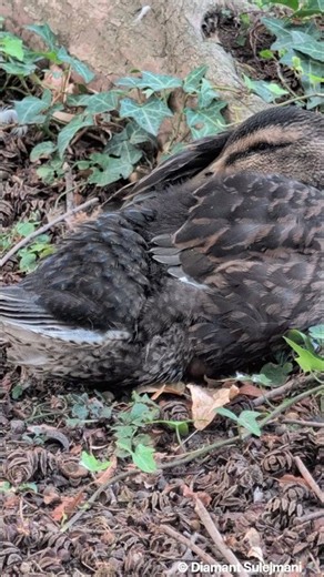 Jungente im Juli – So sieht sie jetzt im September aus! 😍🦆