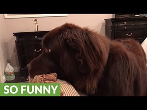 Dog returns stolen pillow, tries to steal it right back