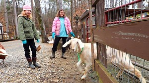How DO The Goats React When We Let Them OUT?!? In today's Family Farm Vlog, we decided to let the female goats out to run around and enjoy some free time in the forest. ButcherBox Link: https://bchrbox.co/coghillfamilyfarm | Cog Hill Farm