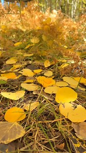 6.3K views · 4.5K reactions | The search is over. The zzz’s are just getting started   #HavenTents #LayFlatHammock #HammockLife #HavenTent #Camping Hammock HammockCamping ヘブンテント | Haven Tents | Facebook