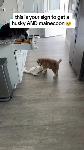 the_maine_coonies_ on TikTok