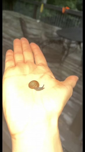 Crushing a Snail: Emotional Reaction Caught on Camera