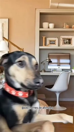 🐶🐱🦝 MEMES DE ANIMALES on Instagram: "Soy"