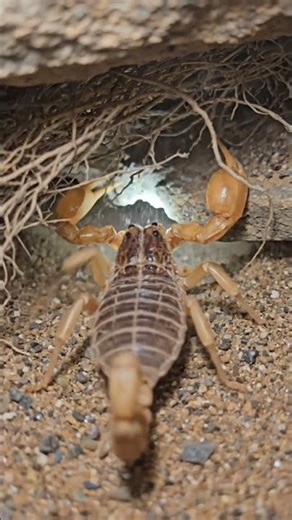Black Scorpion POV Inside Dark Rock Burrow | Real Micro Camera Footage (No CGI)