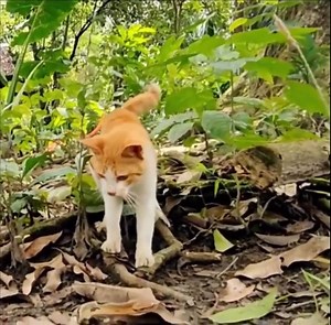 The average cat’s reaction time is 20-70 milliseconds, which is faster than the average snake’s time of 44-70 ms