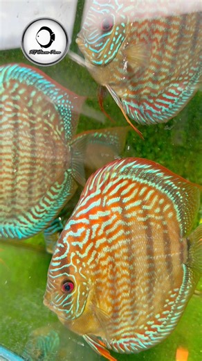 Royal Turquoise KL DISCUS FARM #heckelcross #discusfish #WildCross #discus #aquarium #fish #discustank | Jackson Keong