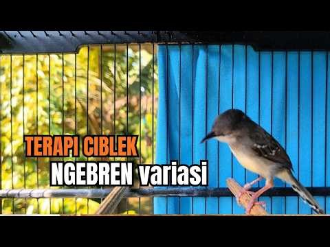 suara burung CIBLEK GACOR NGEBREN variasi Pancingan Ciblek Semi, jadikan ciblek kristal gacor emosi