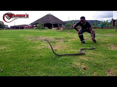 The Notorious African Black Mamba/Rovambira #Handled