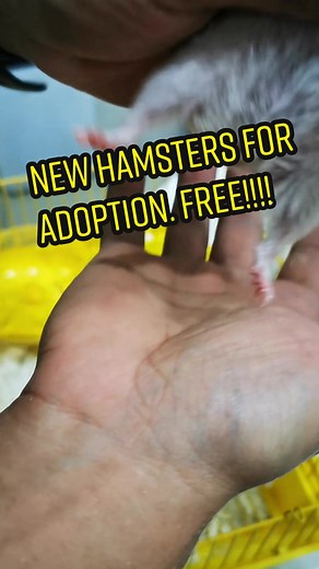 New hamsters for adoption through hamdoption. #HAMSTER #hamstersoftiktok #philippinehamsterkeeper #hamstercare #hamstercaretips #hamsterphilippines #hamdoption #adoptdontshop