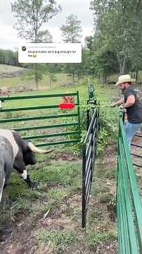 THIS BULL 👀