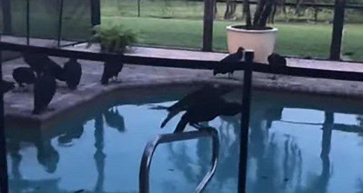 Hitchcock-like scene as vomiting vultures swarm NY couple’s $700K vacation home