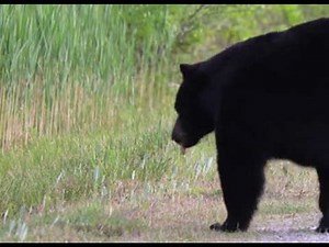 Bear Bites Humboldt County Man On June 23rd, 2025