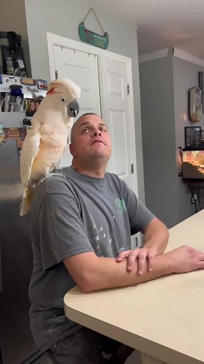 Funny Cockatoo Yelling and Making Funny Noises