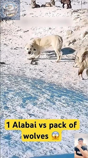Alabai vs Wolf – Shocking Real Power Showdown in the Wild!