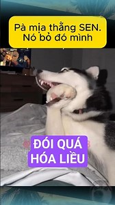 Thử thách bỏ đói Husky và cái kết 🐶🎂 #funny #husky # #giaitri