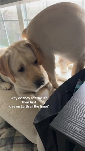 Awkward Moments with Labs: A Day in Their Lives