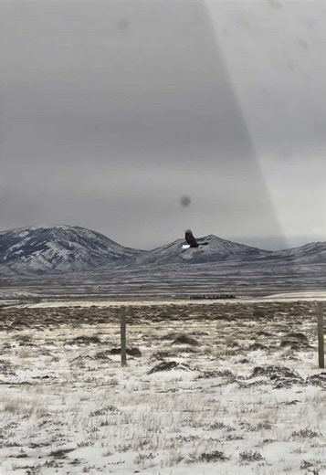 This last bit of snow is gone and it is time to pull the remaining traps today. Have a great week! #trap #trapper #cagetrap #outdoorsman #outdoors #eagle #trapping #wildlife #outdoors