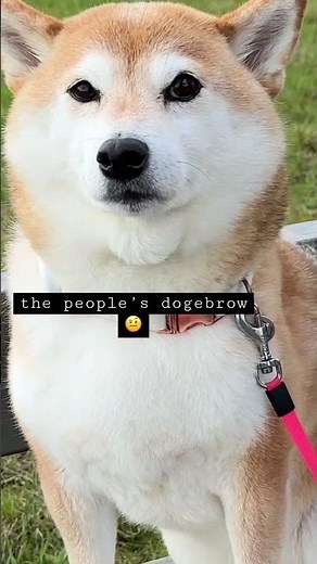doge destroys the rock meme 🤨