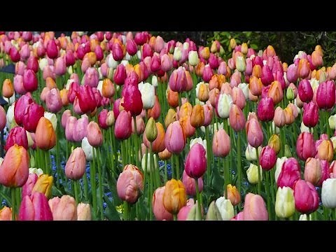 Spring flowers in Butchart Garden 2014 , Victoria, BC, Canada