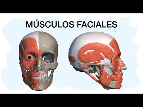 FACIAL MUSCLES ✅ Easy-to-understand anatomy