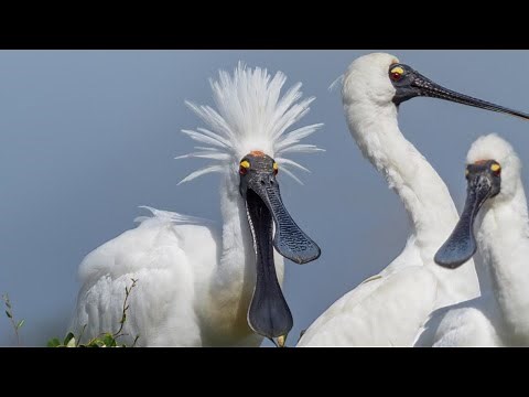 Royal Spoonbill Kotuku-ngutupapa