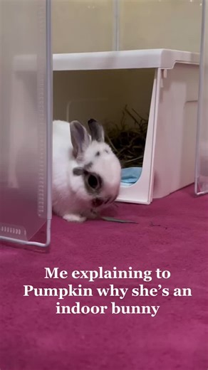 Adorable Indoor Bunny Being a Princess