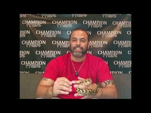 Why Are Ball Pythons The Best Pet Snake?