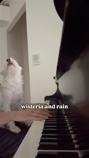Kara Mehrmann on Instagram: "In case your day needs piano and Bradford’s adorable nose to the sky move. 🥰 . . . “wisteria and rain” by Dan Mehrmann 🎵 . . #pianomusic #soothing #dogsofinstagram #originalmusic"