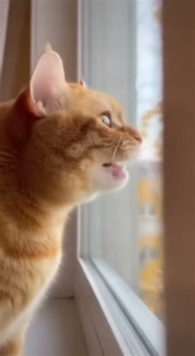 Cat meowing😺The Ultimate Cat MEOW Compilation! Every Emotion in 10 Seconds#shorts