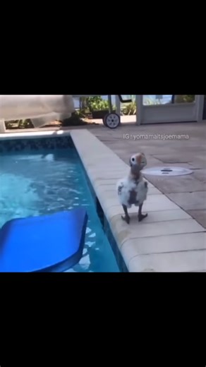 But you can use this… flotation device 🏄🏼‍♂️ on Instagram: "Flotation device day 335 #funny #flotation #funnyreels #laugh"