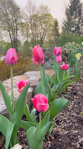 1.1K views · 814 reactions | 69 more days until spring and I am...