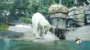 Snack time! Polar bears at the San Diego Zoo were treated to fresh fish as they dove into their pool Tuesday morning! | 10News – ABC San Diego KGTV