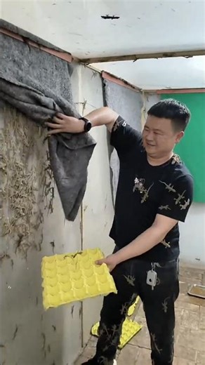 A Day Inside My Gecko Farm 🦎 Breeding Routine & Care 🌿🏡 #gecko #geckofarming #lizardfarm