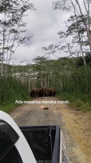 Understanding Elephant Behavior and Emotions