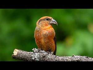 Crossbills | The Remarkable Birds That Unlock the Forest's Hidden Seeds