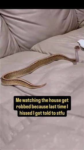 My Ball Python gets her REVENGE😂🫶