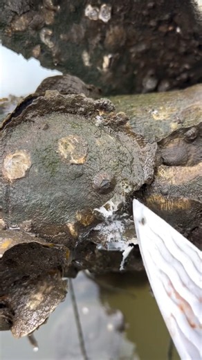 Fresh Oyster Opening | Inside a Giant Oyster Shell