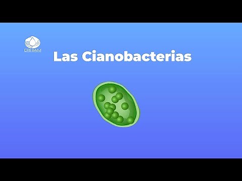 ¿Qué son las Floraciones de Cianobacterias?