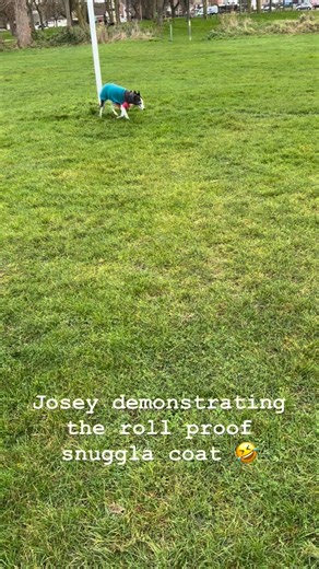 Flamin’ whippet! But as you can see, the coat stays firmly in place, despite the rolling around 😁👌 #whippetlove #whippetstyle #whippetcoats #sighthoundcoatsbyakcreations #akcreations | Sighthound coats by AK Creations