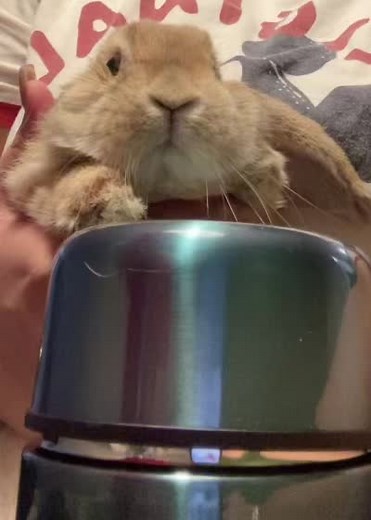 Lola the drummer 🥁 🐰 #drummer #bunny #hollandlop