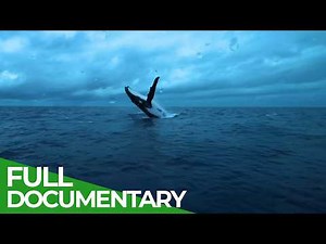 Whales of Tonga: A Giants Journey | If There Was No Land on Earth | Free Documentary Nature