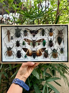 Real Insect Cicada Beetle Bug Taxidermy Weird Display Home Captivating Collection Learning Aesthetic Teaching Decoration Frame Home Decor J1 - Etsy